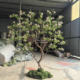 Premium Island-Style Artificial Green Plants for Indoor Decoration, Floor-Standing Ornaments, Simple Plants for Chinese-Style Tea Room Landscapes