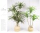Nordic Large-Scale Artificial Dragon Blood Tree Green Plant Fake Tree Potted Plant Floor Plant Millennium Wood Living Room Decoration