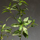 Nordic Style Artificial Green Plant Ornament Japanese Bellflower Plant Horsewood Indoor Living Room Decoration Fake Tree Floor-Standing Potted Plant