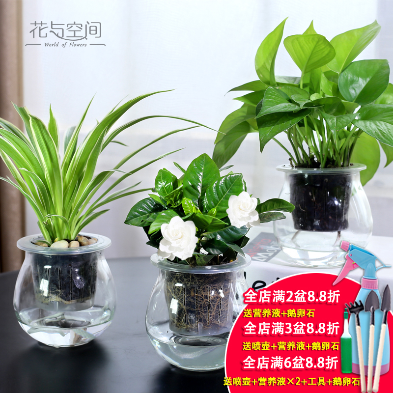 Lazy fleshy flowerpot creative ceramic refers to copper grass indoor hydroponic the plants potted meat meat automatic water basin