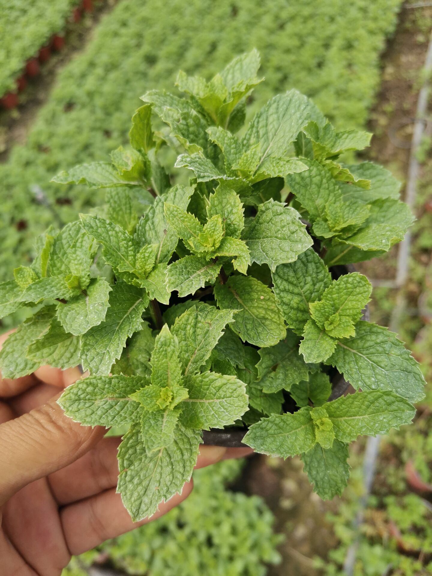 Mint pot spearmint dyu lemon fragrant bee grass the plants drive midge grass edible cocktail making tea