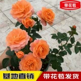 Розовые саженцы с цветами с бутонами и цветами, цветами, зелеными растениями в помещении и на открытом воздухе на балконе с лишними цветами розы