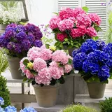 Восемь бессмертных шариков цветут круглый год и бесконечно цветы в летних гидроиседаниях в горшках цветы