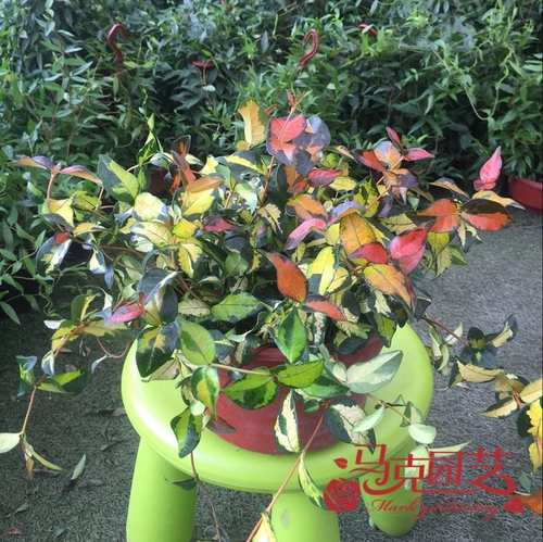 Золотая джинлуо камень Золотой Глиш камень висящая орхидея висящая горшка саженцы разноцветные листовые поля находятся в хорошем состоянии