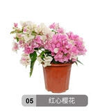 Двойные лепестки и саженцы для цветов сливы с цветочными почками и цветами в течение всех сезонов. В помещении и на открытом воздухе балкон. Цветочные горшечные растения. Восхождение на зеленые растения.