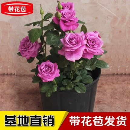Розовые саженцы с бутонами с цветами Четыре сезона цветущие цветы и цветы, растения в помещении и на открытом воздухе цветы, цветы с горшками, большие цветы розы