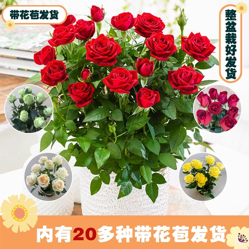 Розовые саженцы с бутонами с цветами Четыре сезона цветущие цветы и цветы, растения в помещении и на открытом воздухе цветы, цветы с горшками, большие цветы розы