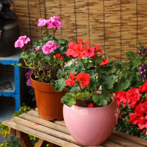 Герань цветок утренний палтичный палтированный красный горшок на открытом воздухе на открытом воздухе балкон балкон растения цветочный океан Гидрамид растения с цветочной доставкой