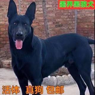 Black wolf living body ink world dog fierce guard giant