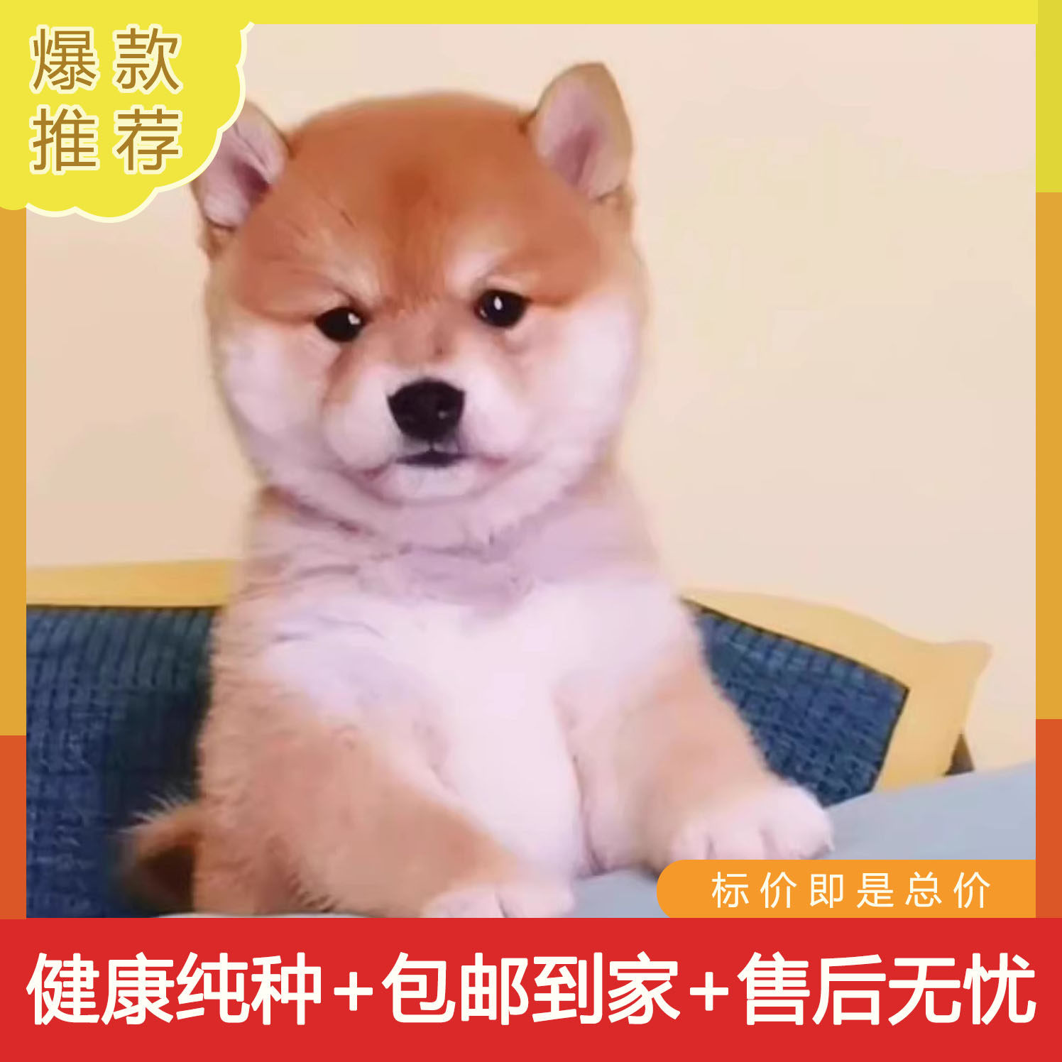 日本柴犬幼犬纯种小柴犬：治愈系萌宠，让你的生活充满欢笑与温暖！-宠物摄影-淘宝好物网