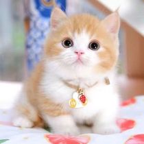 Китайская Civet Cat Pels Garden Дешевый Котенок Кошка Кошка Китти Живая Кошка Апельсиновый Кот-кот Бивер Кот