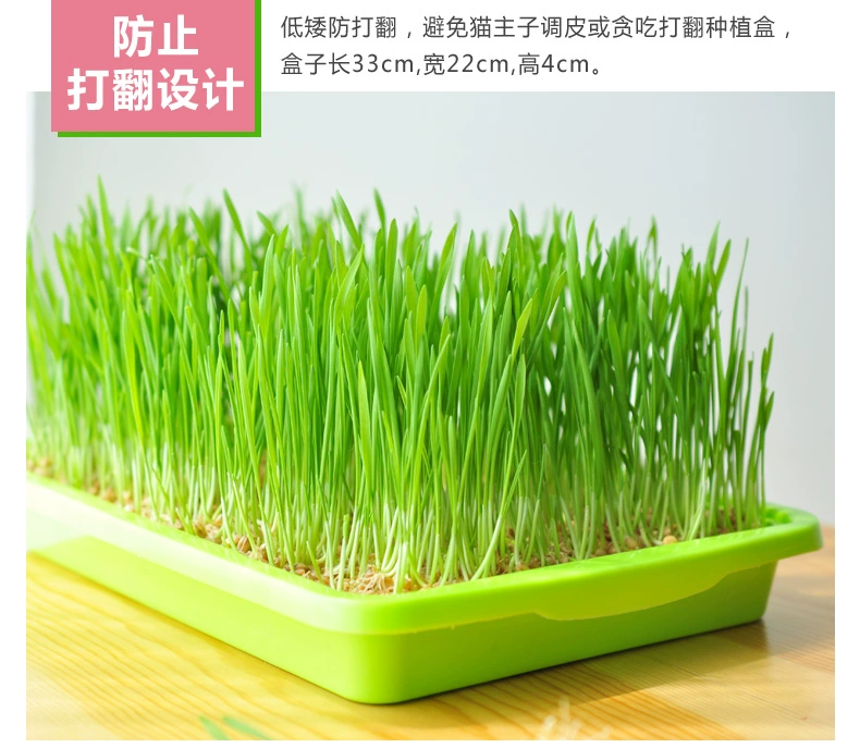 TOMCAT mèo hạt giống thủy canh mèo ăn nhẹ tẩy lông bóng tóc kem mèo hạt giống trồng phù hợp với mèo cung cấp - Đồ ăn nhẹ cho mèo