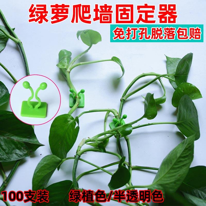 Green basket climbing wall fixer green plant green luo fixed sandwich green lotus hook vine without a trace climbing wall artifact waterproof