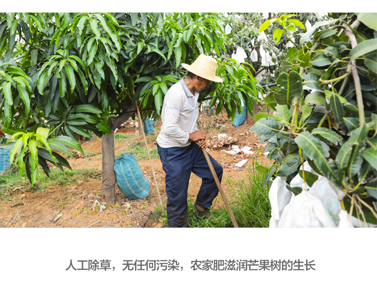 百果园直发 云南凯特芒果 5斤 单果400g+ 图4