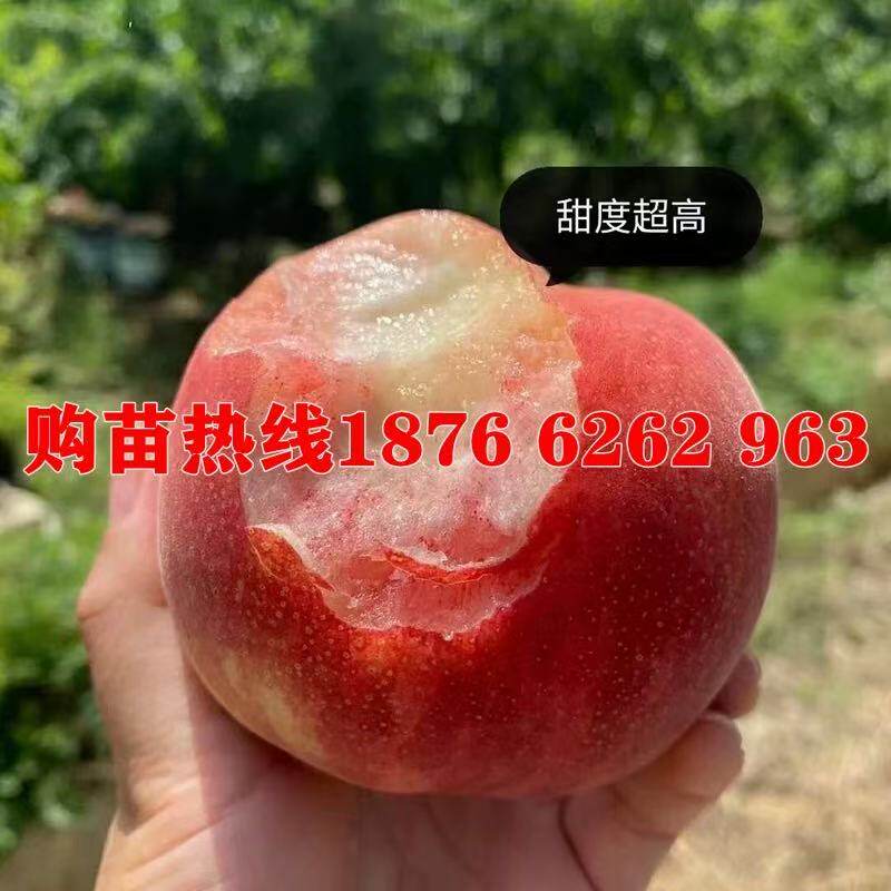 夏甜桃树苗：南北方种植的秘密武器，当年结果不是梦！