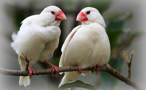 入門級別白文鳥 好看又好養 淘寶海外 入門級別白文鳥 好看又好養 淘寶海外