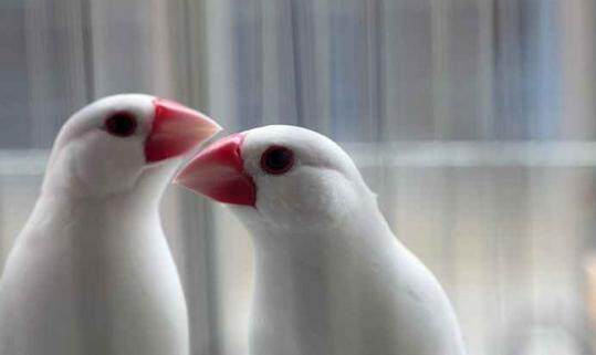 入門級別白文鳥 好看又好養 淘寶海外 入門級別白文鳥 好看又好養 淘寶海外
