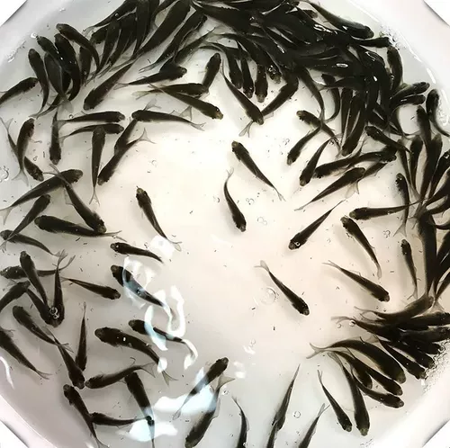 Саженцы для сома большая рыба саженцы маленькие сомы свежие живые саженцы сома Арована Специальная живая рыба Специальная живая рыба