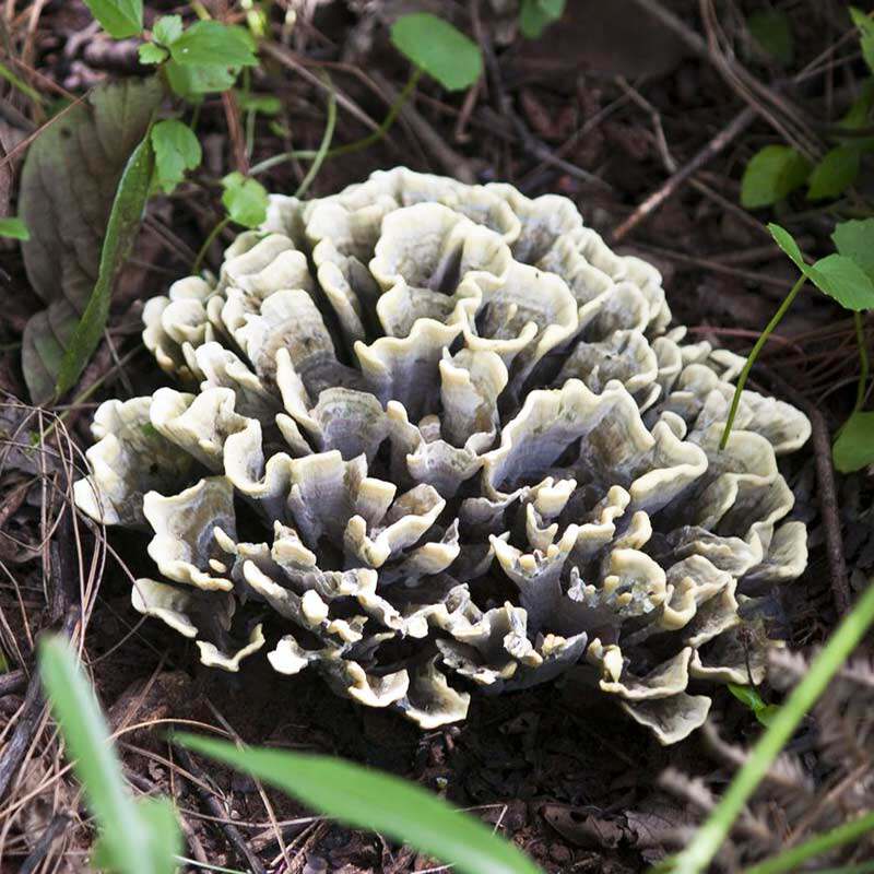 Dried Bacteria Fresh Yunnan Wild Kunming Bovine Tooth Fungus to Flower Teria Mushrooms Fresh Matteria 500 gr
