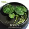 Green plants in the fish tank duckweed plants floating purified water quality Micro-landscape aquarium water plants Real grass live water purification