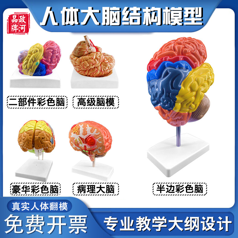 人体大脑解剖模型脑动脉神经科脑模型医院用教学人体器官解剖模具