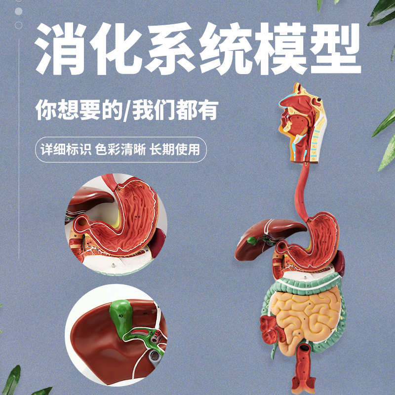 人体消化系统模型 消化道胃冠状剖面 鼻咽喉 大小肠 胃解剖模型
