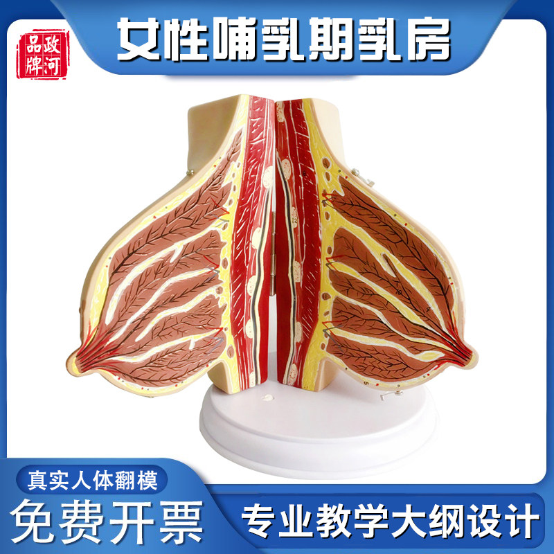 哺乳期乳房模型女性乳房解剖模型人体器官模型医院用教学模型教具
