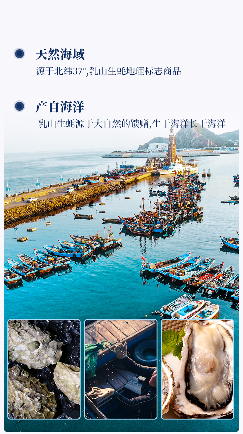 男人的加油站  贝司令 乳山牡蛎鲜活生蚝 5斤 图3