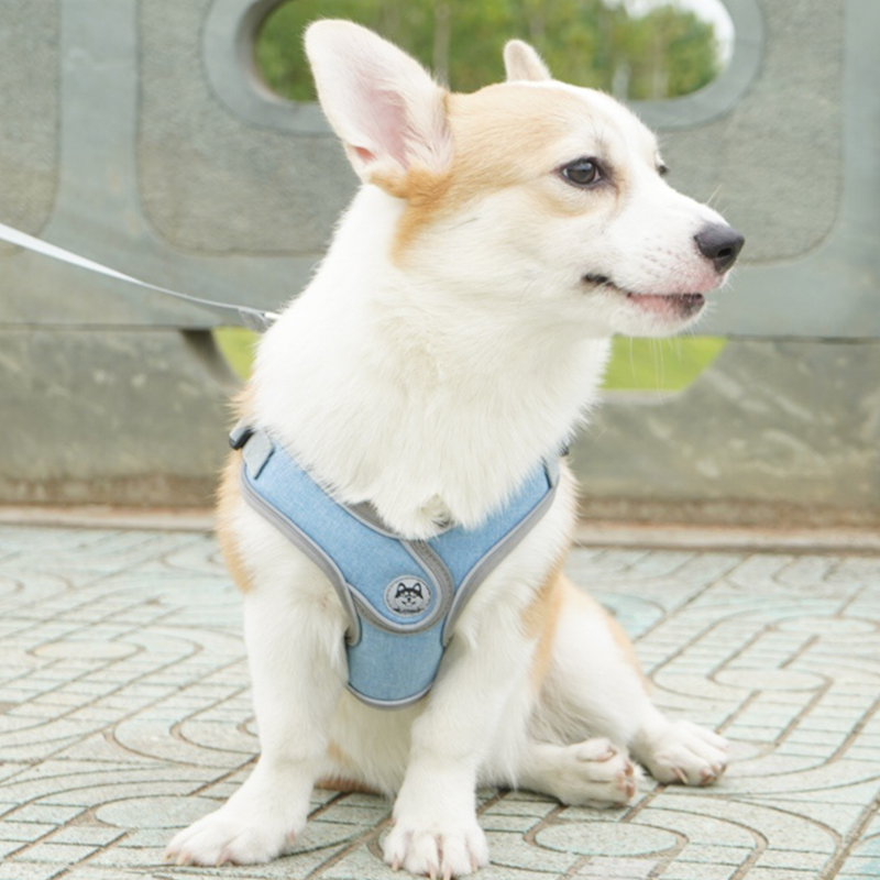 Dogs traction Rope Chest with baby bag Walking Dog Rope Dog Necklace gold Mauro Labrador Medium Large Dog Pet Supplies