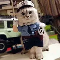 Quần áo mèo chó run rẩy với cùng quần áo thú cưng, âm hộ, chó con, chó con, hài hước, hài hước, ăn mặc, mùa xuân và mùa thu - Quần áo & phụ kiện thú cưng áo cho thú cưng