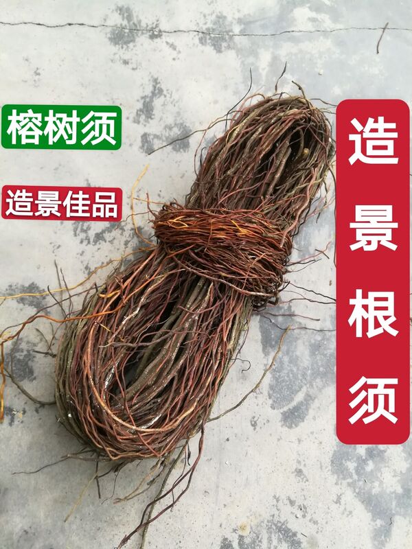 Ornamental Ficus Tree Roots, Rainforest Tank Dragon Whisker Roots, Rhododendron Roots, Ornamental Floating Roots, Driftwood Plant Decoration, Ficus Tree Roots, Vine