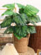 Scandinavian ins Style Landscaping with Desktop Ornaments, Bedroom Bedside, Entrance Hall Decoration, Home Artificial Green Plant Bonsai