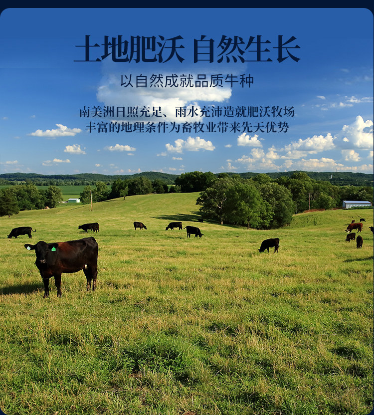 大黄鲜森 进口原切安格斯S级眼肉牛排 200g*3片 图4