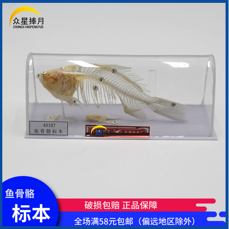 J4121 Fish Skeletal Specimen Biological Specimen Model Junior High School High School High School Biology Model Teaching Instruments Experimental Equipment Teaching Aids