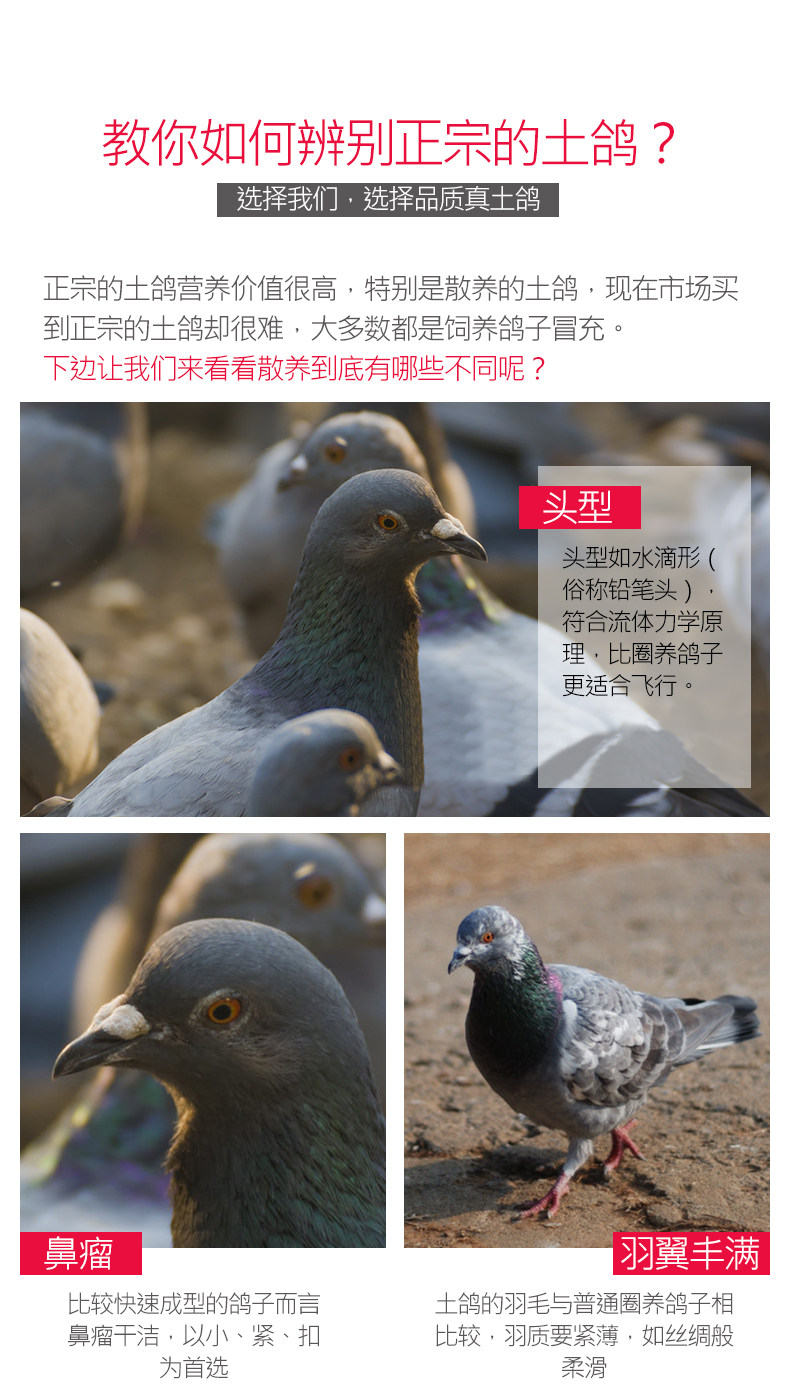 乡缘时空 农家散养乳鸽 350g*3只 生鲜现杀 图6