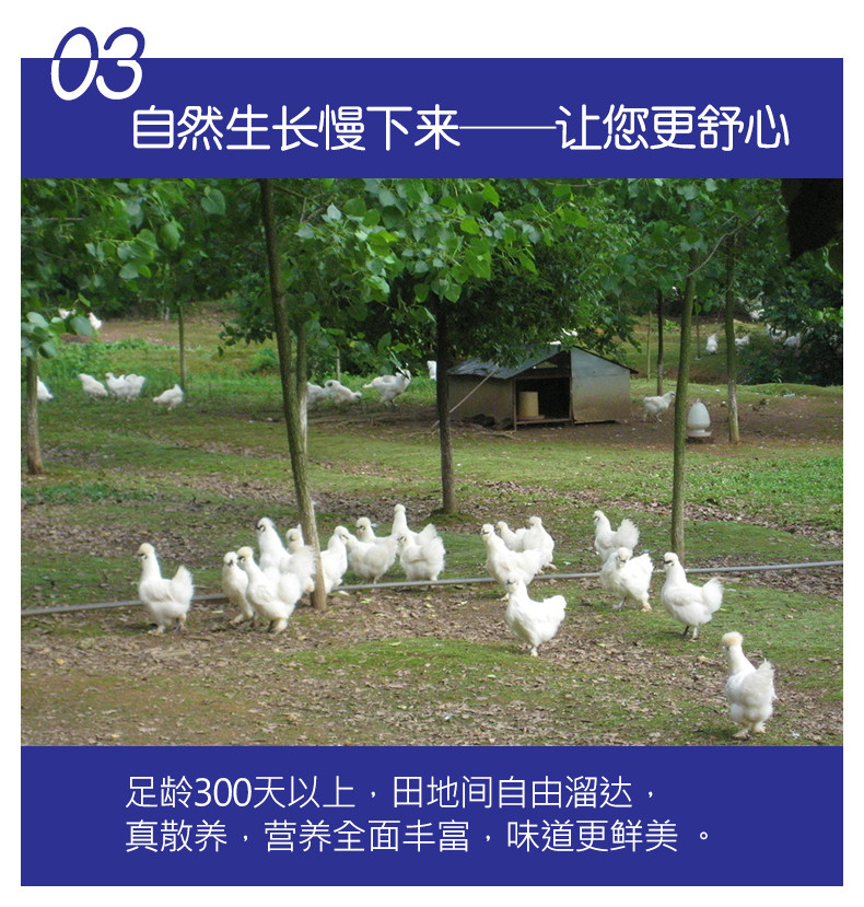 乡缘时空  农家散养现杀乌鸡  2只 共1600g 图5