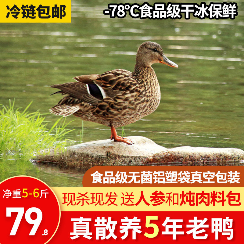 5-year-old duck meat is fresh now kill 5-6 catties of whole fresh frozen farmhouse free-range soil duck water duck female duck hemp duck