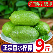 Hainan perfume lemon 9 pounds freshly picked in season with thin skin and juicy first grade small lime kumquat green lemon fresh fruit 5