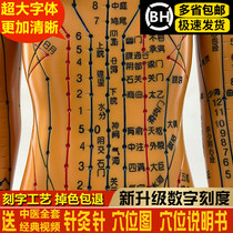 Traditional Chinese Medicine Meridians Acupuncture-Moxibustion Human Mold Full Body Zacumen Small Bronze Leather People Teaching Practice Acupoint Human Figure Color Models