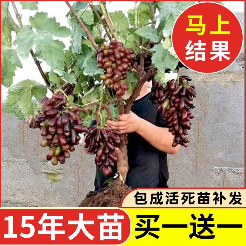 Giant Peak Grape SUNSHINE ROSE SAPPHIRE GRAPE SAPLING SEEDLESS SOUTH NORTH PLANTED POTTED COURTYARD CLIMBING VINES-TAOBAO