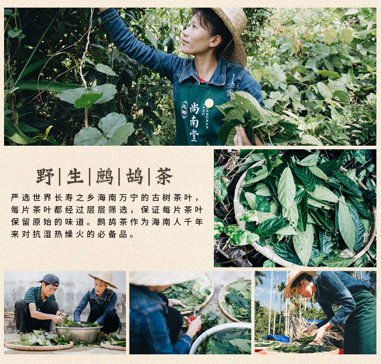 尚南堂 海南野生鹧鸪茶 天然降火凉茶 48g礼盒装 图3