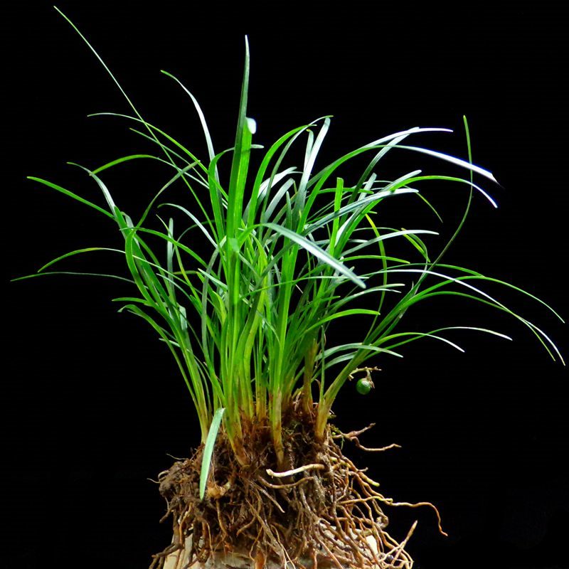 Water stone the plants die grass green plant nine dead Water stone bonsai the plants base resurrection plant Water stone