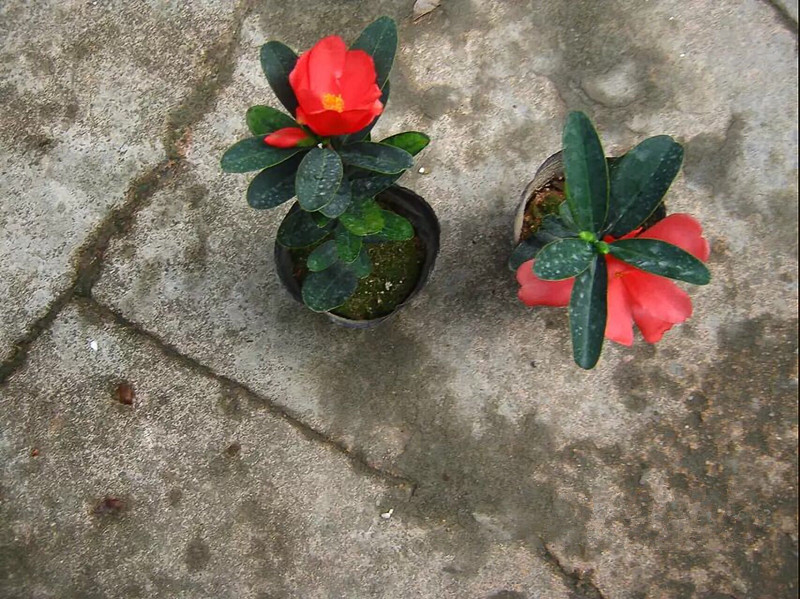 Four seasons cuckoo hongshan open unbeaten rhododendron camellia camellia seedlings flower pot camellia seedlings with buds shot bag in the mail