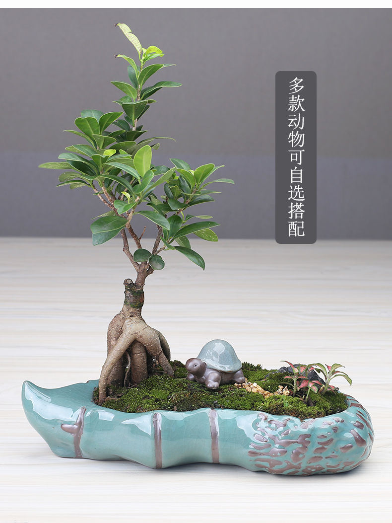 Violet arenaceous classical pot Chinese wind restoring ancient ways is rich tree asparagus bonsai the plants indoor creative move more meat basin