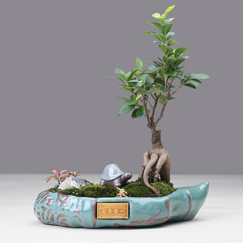 Violet arenaceous classical pot Chinese wind restoring ancient ways is rich tree asparagus bonsai the plants indoor creative move more meat basin