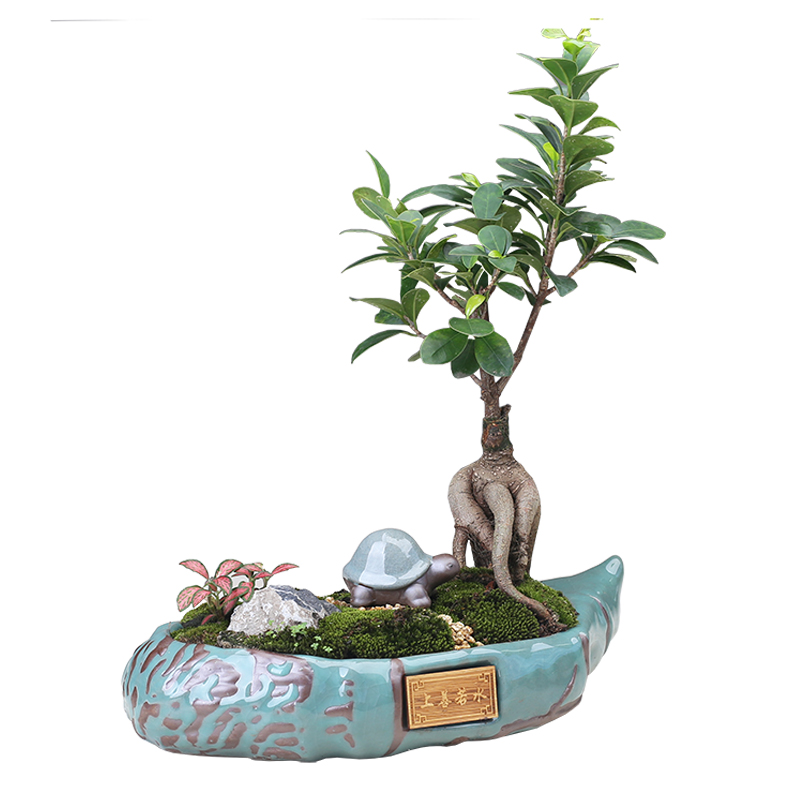 Violet arenaceous classical pot Chinese wind restoring ancient ways is rich tree asparagus bonsai the plants indoor creative move more meat basin