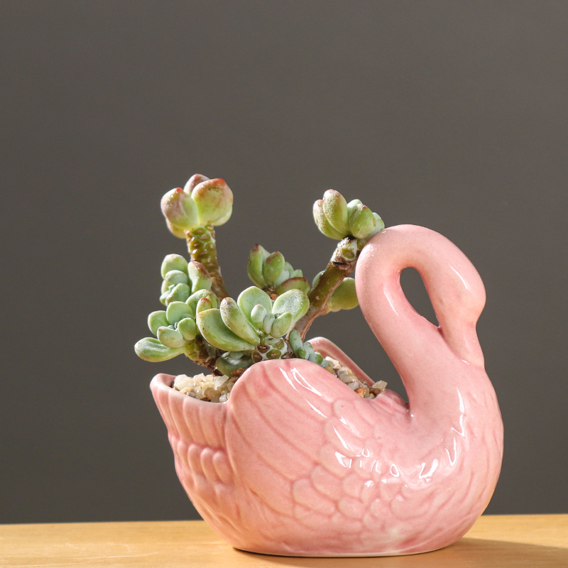 Flowerpot ceramic small express it in the cartoon, fleshy special offer a clearance of creative move desktop the plants and animals take place