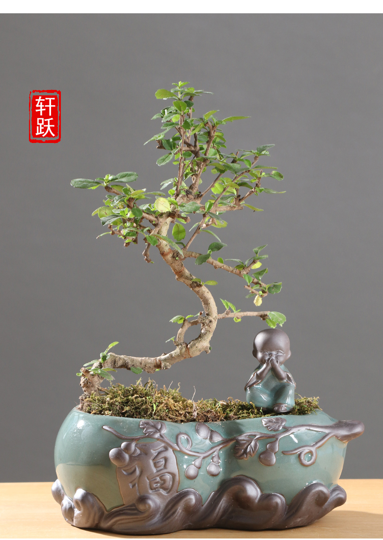 Chinese wind desktop asparagus pot pot ceramic creative move classic indoor money plant orchid art basin