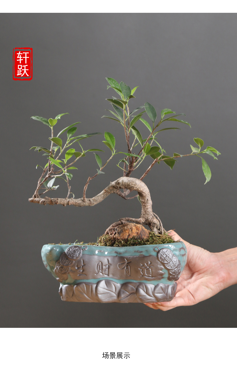 Chinese wind desktop asparagus pot pot ceramic creative move classic indoor money plant orchid art basin