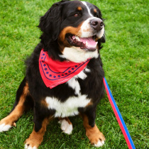 HAY Dogs Leash Dog Leash Collar Leash Scarf Necklace Square